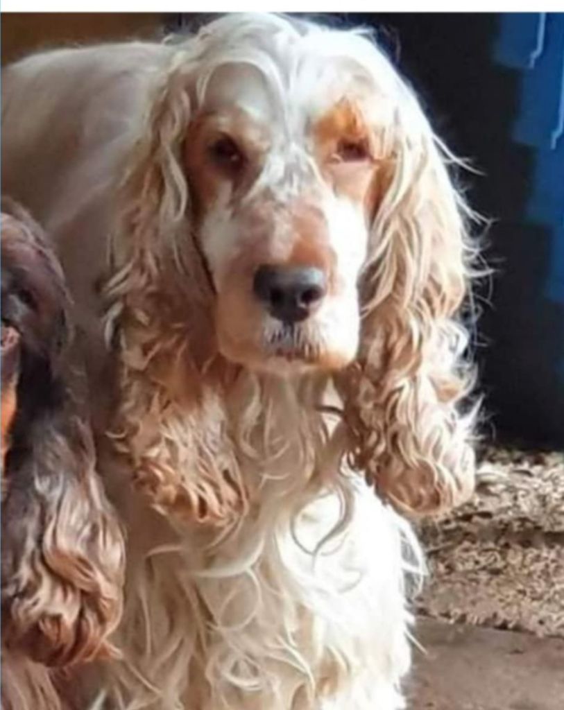 Les Cocker Spaniel Anglais de l'affixe du parfum de vanille