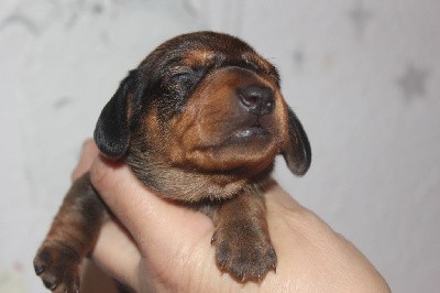 CHIOT 2