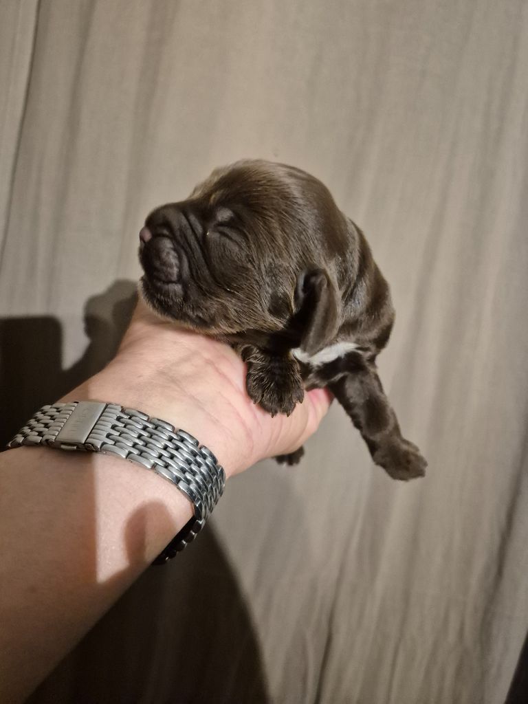 du parfum de vanille - Chiots disponibles - Cocker Spaniel Anglais