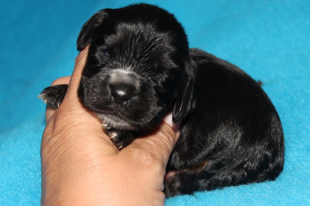 du parfum de vanille - Chiots disponibles - Cocker Spaniel Anglais
