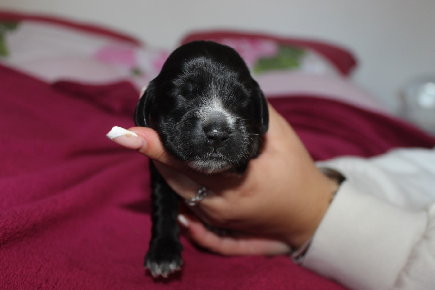 du parfum de vanille - Cocker Spaniel Anglais - Portée née le 10/11/2025