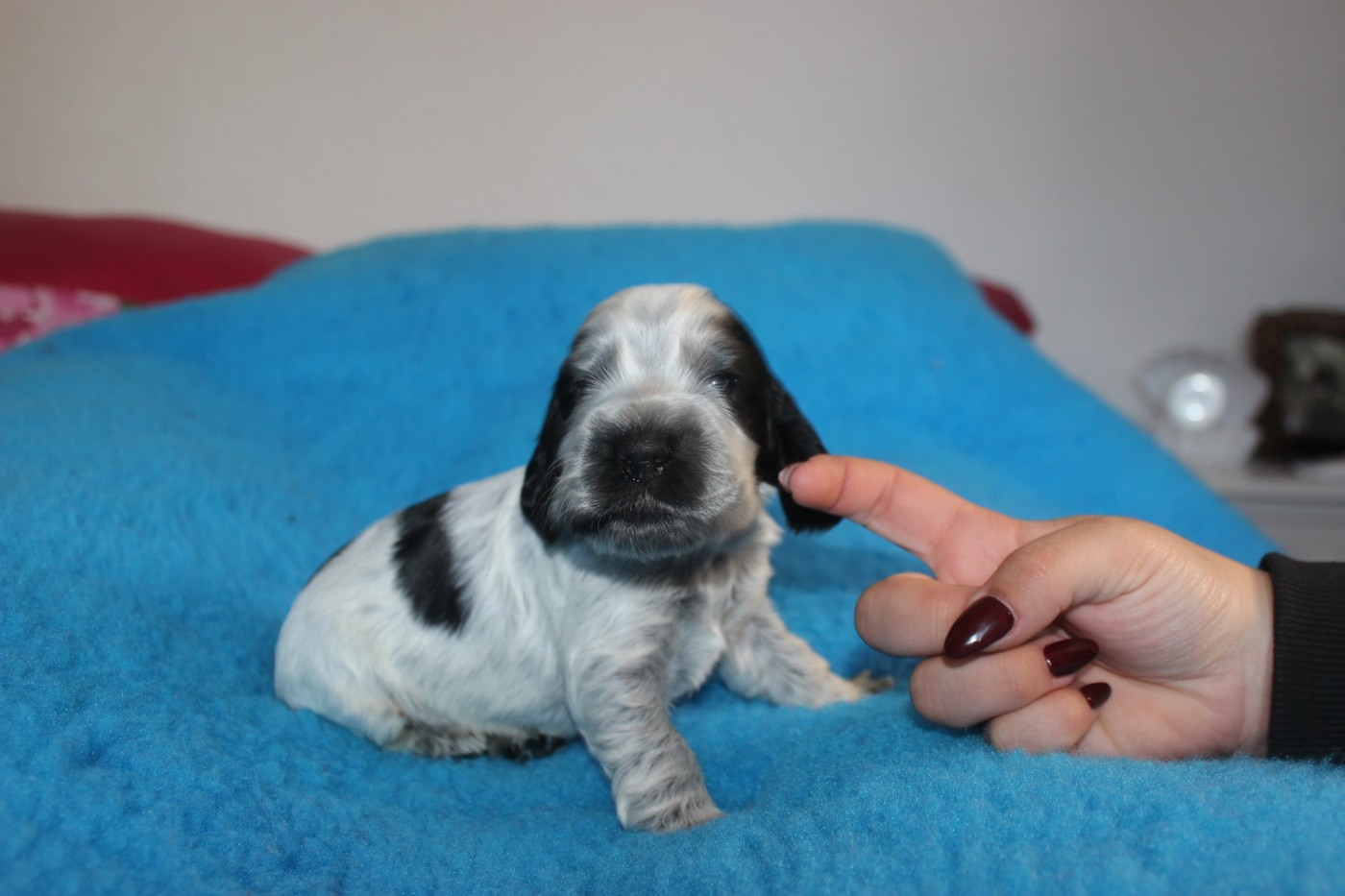 du parfum de vanille - Chiots disponibles - Cocker Spaniel Anglais