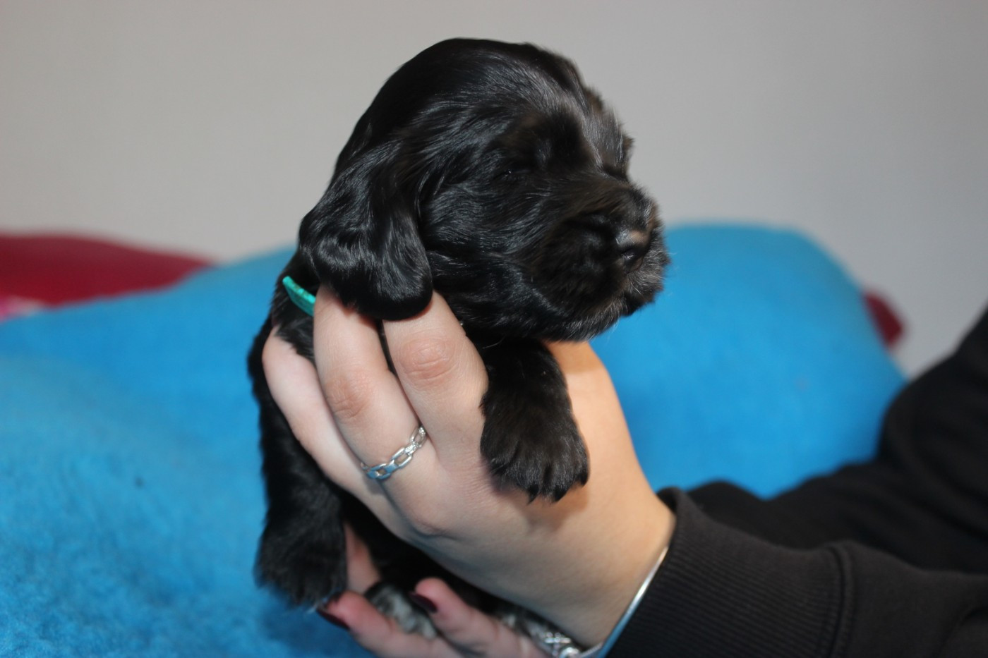 du parfum de vanille - Chiots disponibles - Cocker Spaniel Anglais