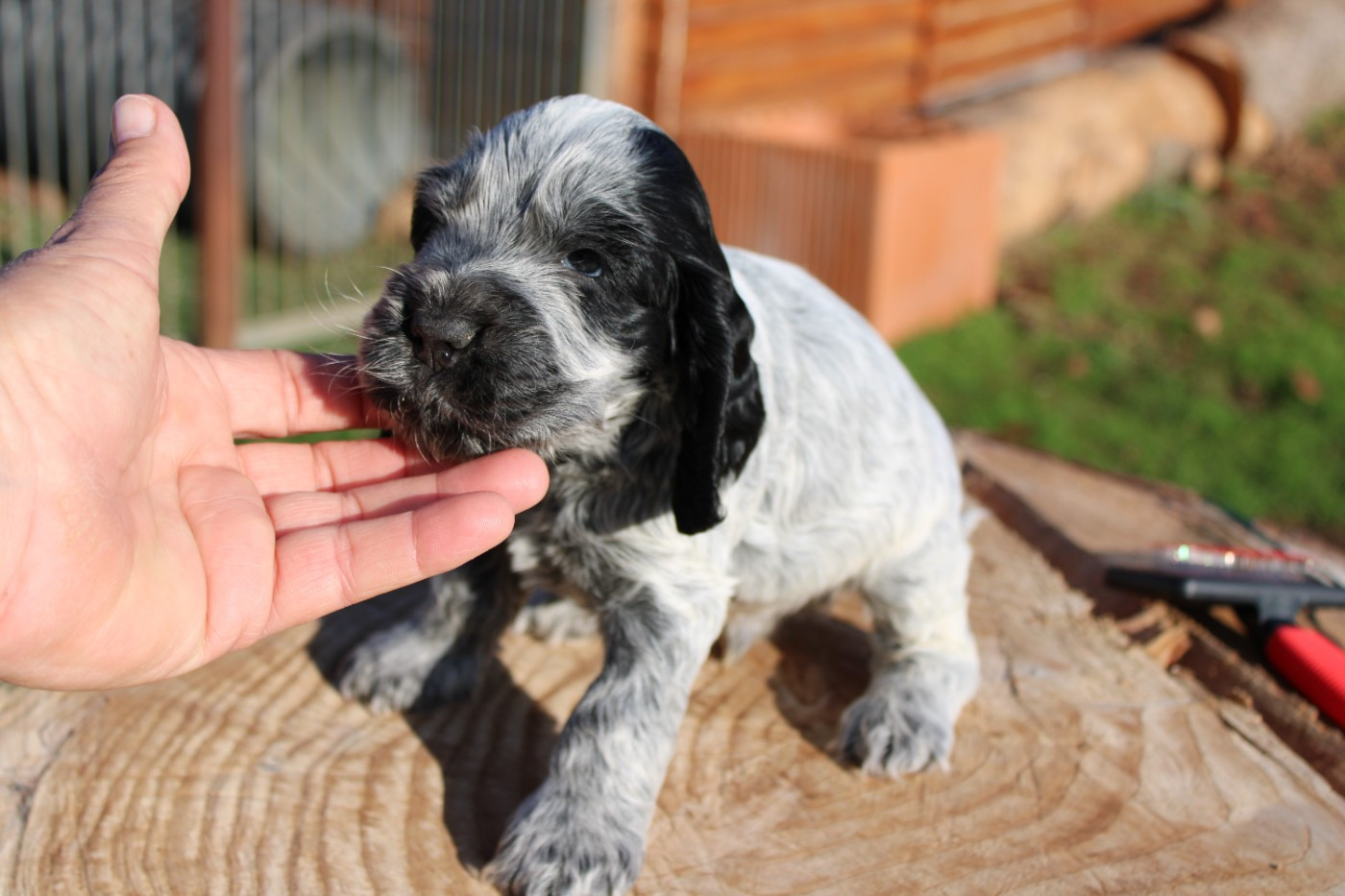 du parfum de vanille - Chiots disponibles - Cocker Spaniel Anglais