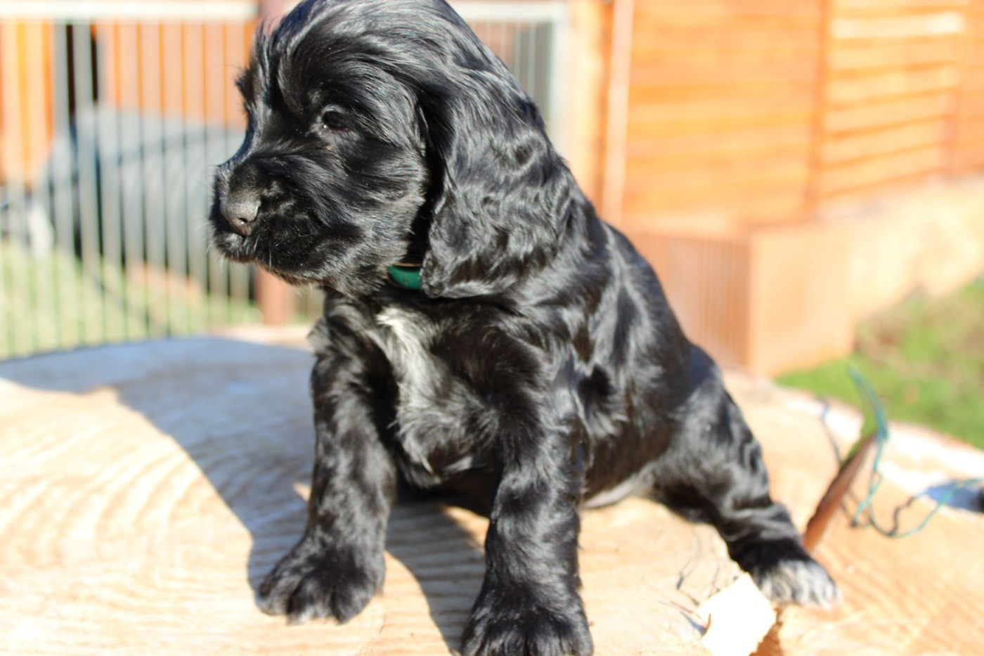 du parfum de vanille - Chiots disponibles - Cocker Spaniel Anglais