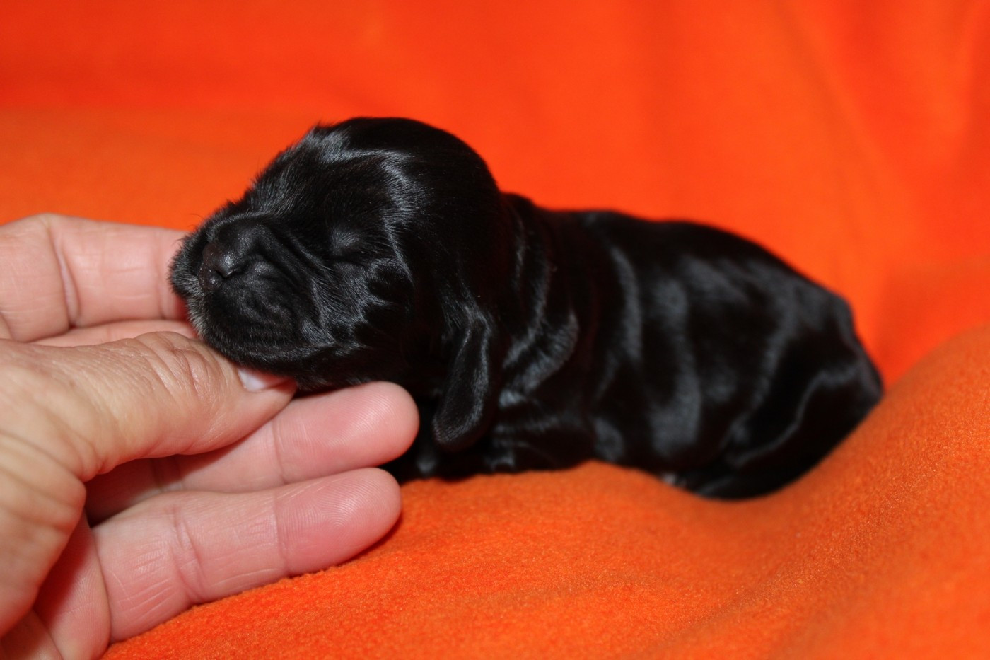 du parfum de vanille - Cocker Spaniel Anglais - Portée née le 26/12/2025