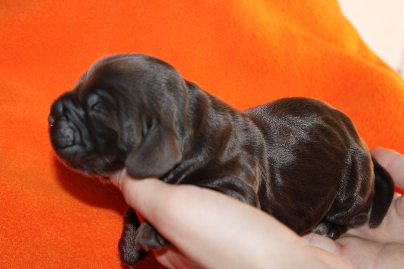 Chiot Cocker Spaniel Anglais du parfum de vanille