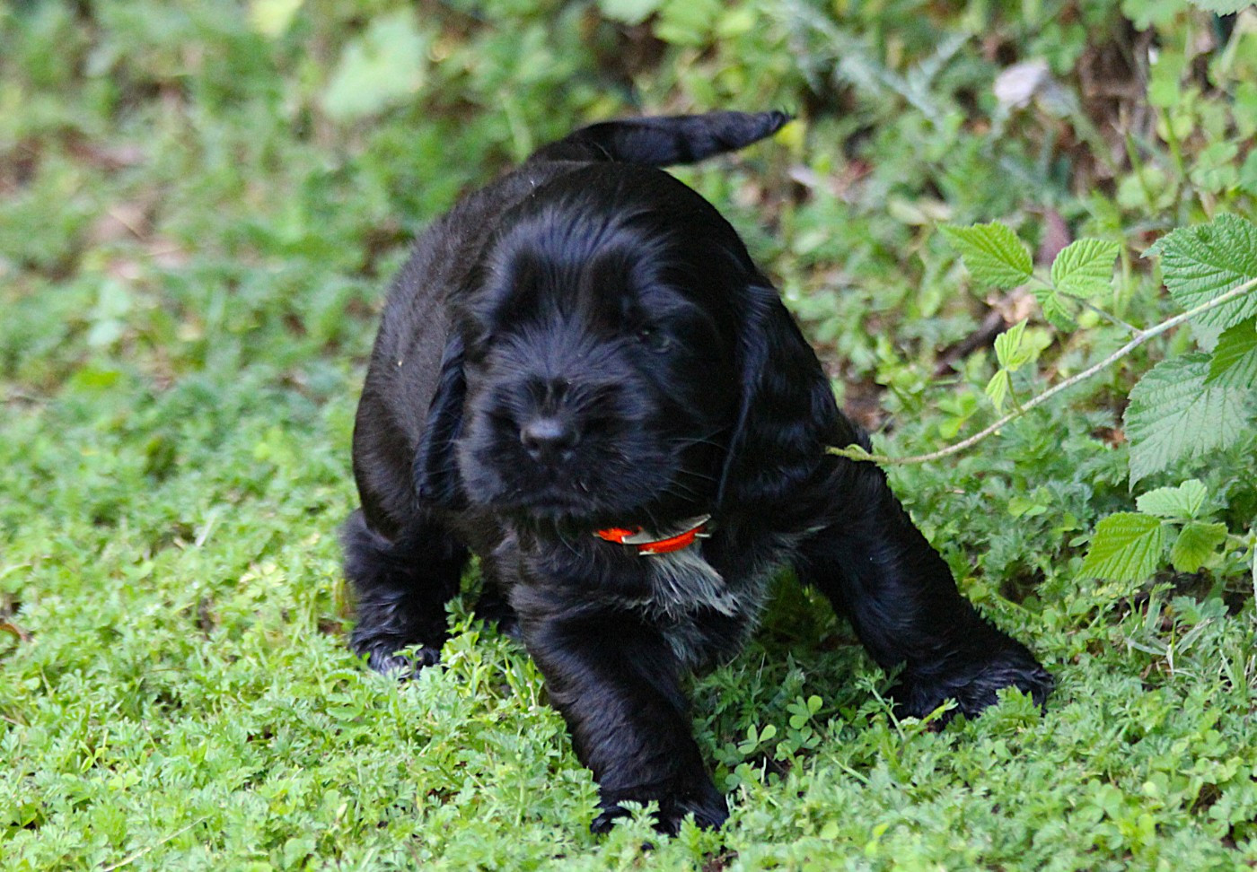 du parfum de vanille - Chiots disponibles - Cocker Spaniel Anglais