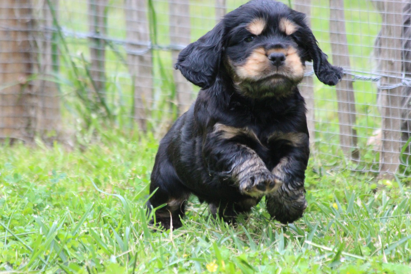 Chiot N°3