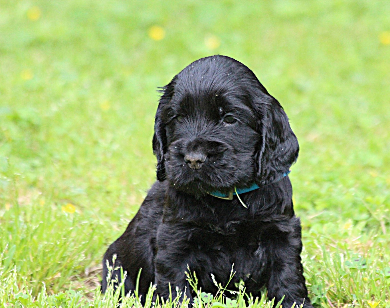 du parfum de vanille - Chiots disponibles - Cocker Spaniel Anglais