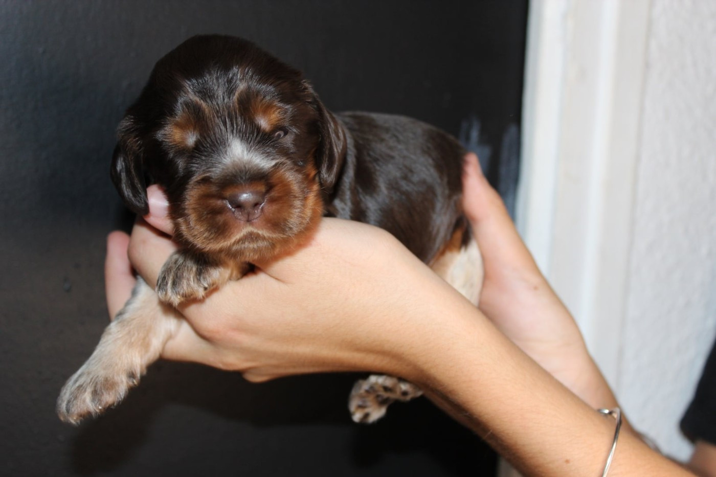 du parfum de vanille - Chiots disponibles - Cocker Spaniel Anglais