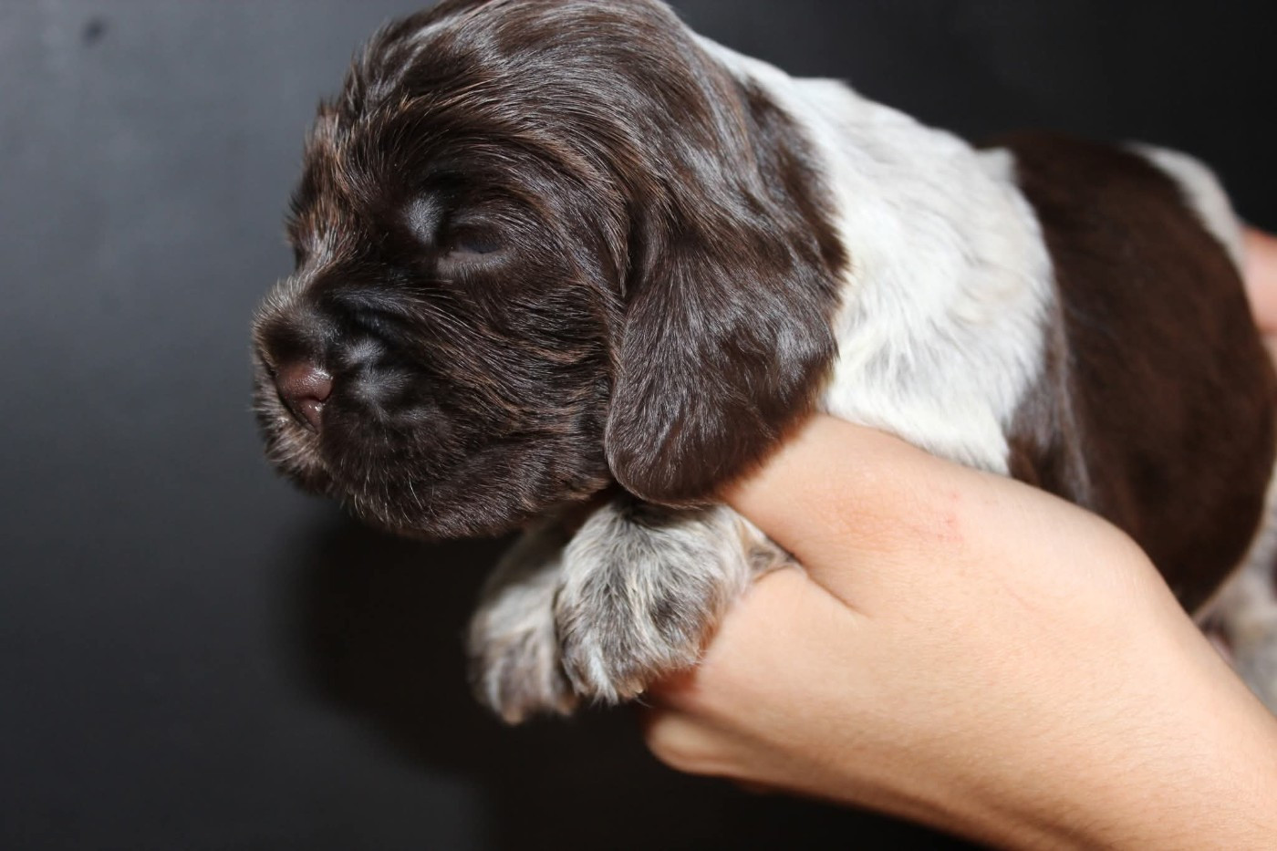 du parfum de vanille - Chiots disponibles - Cocker Spaniel Anglais