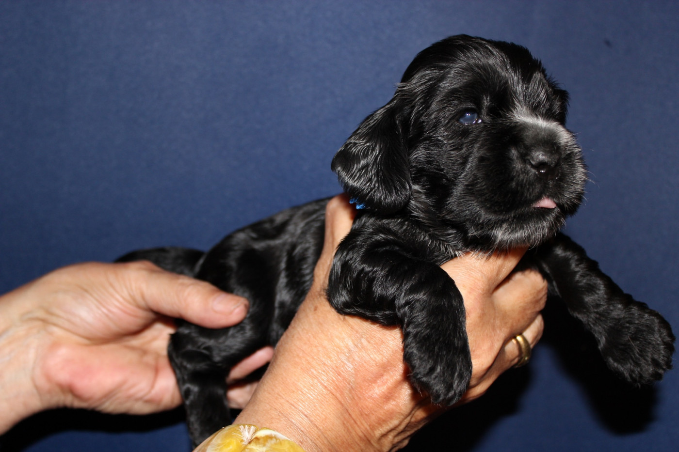 du parfum de vanille - Cocker Spaniel Anglais - Portée née le 10/08/2026