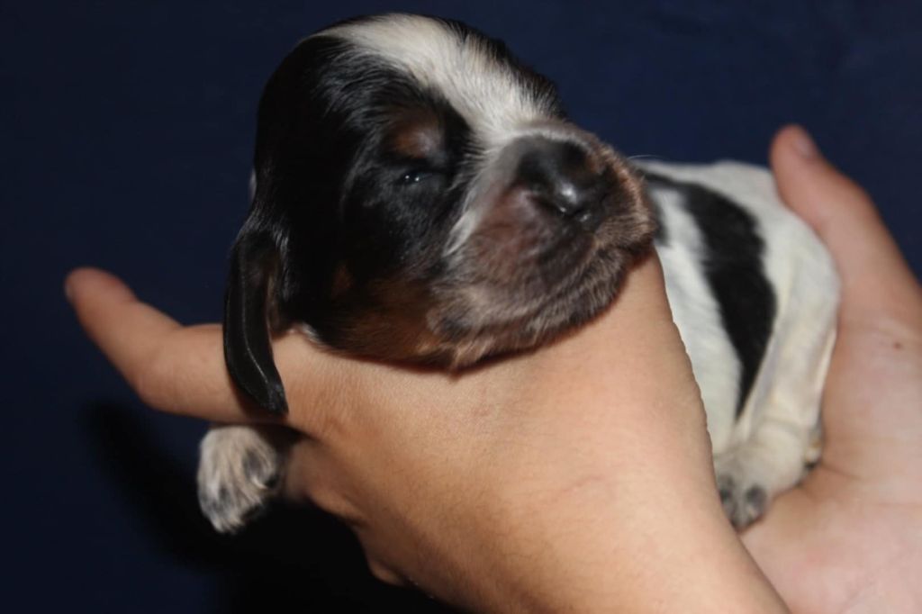 du parfum de vanille - Chiots disponibles - Cocker Spaniel Anglais