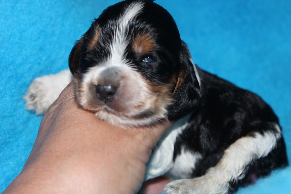 du parfum de vanille - Chiots disponibles - Cocker Spaniel Anglais