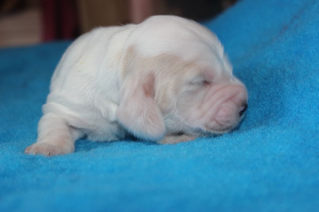 du parfum de vanille - Chiots disponibles - Cocker Spaniel Anglais