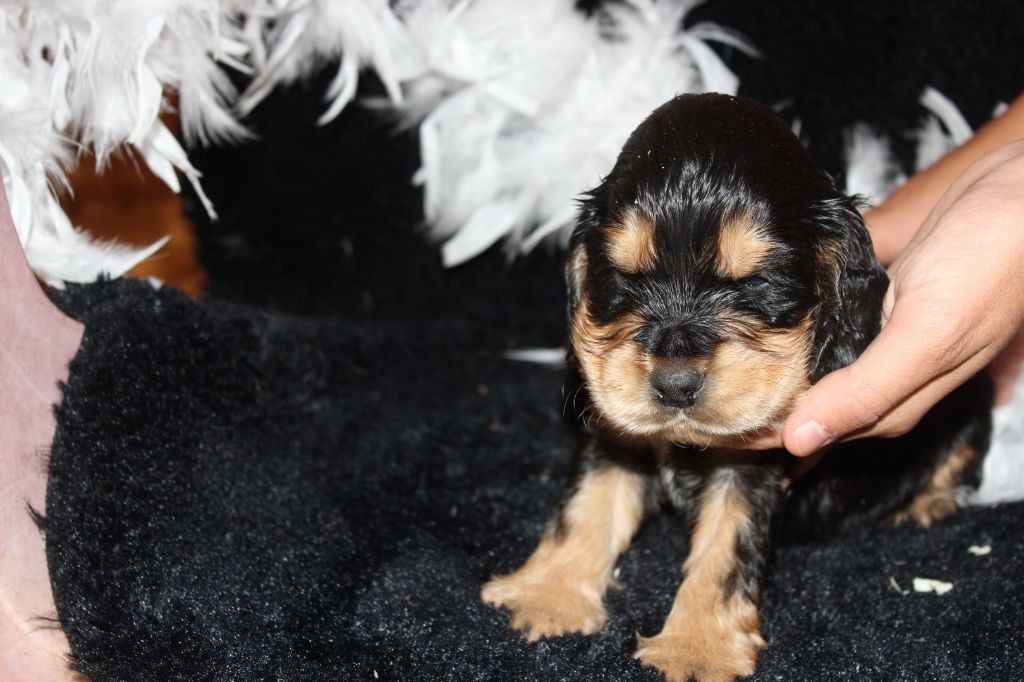 du parfum de vanille - Chiots disponibles - Cocker Spaniel Anglais