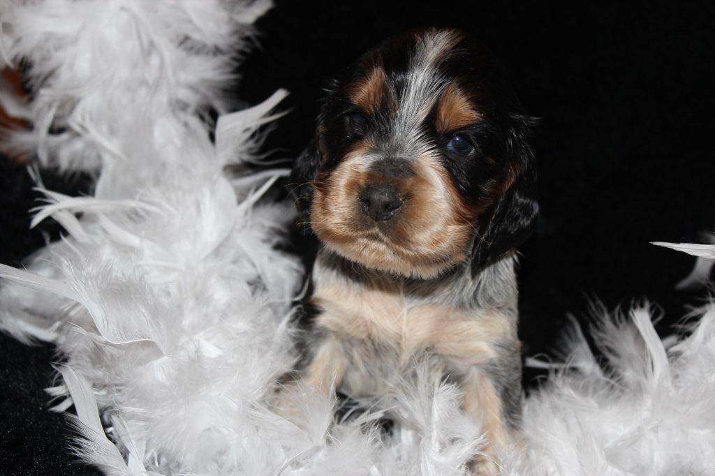du parfum de vanille - Chiots disponibles - Cocker Spaniel Anglais
