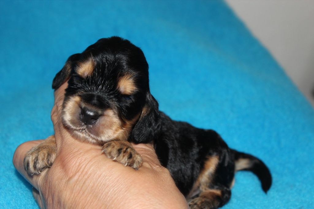 du parfum de vanille - Chiots disponibles - Cocker Spaniel Anglais