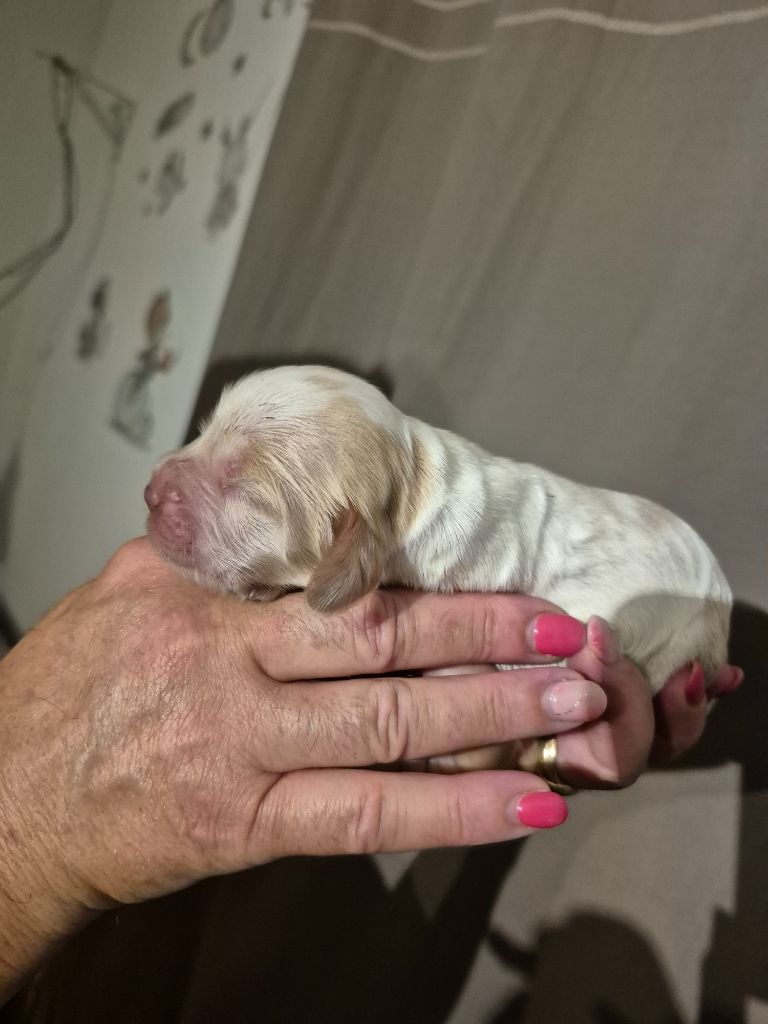 du parfum de vanille - Chiots disponibles - Cocker Spaniel Anglais
