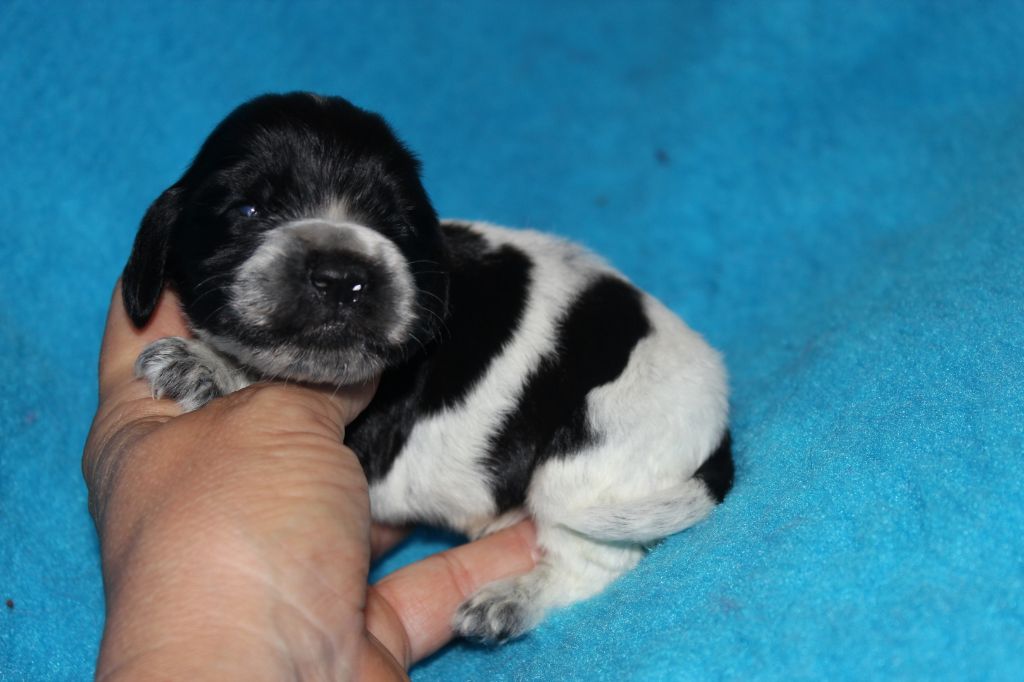 du parfum de vanille - Chiots disponibles - Cocker Spaniel Anglais