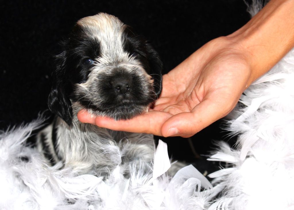 du parfum de vanille - Chiots disponibles - Cocker Spaniel Anglais