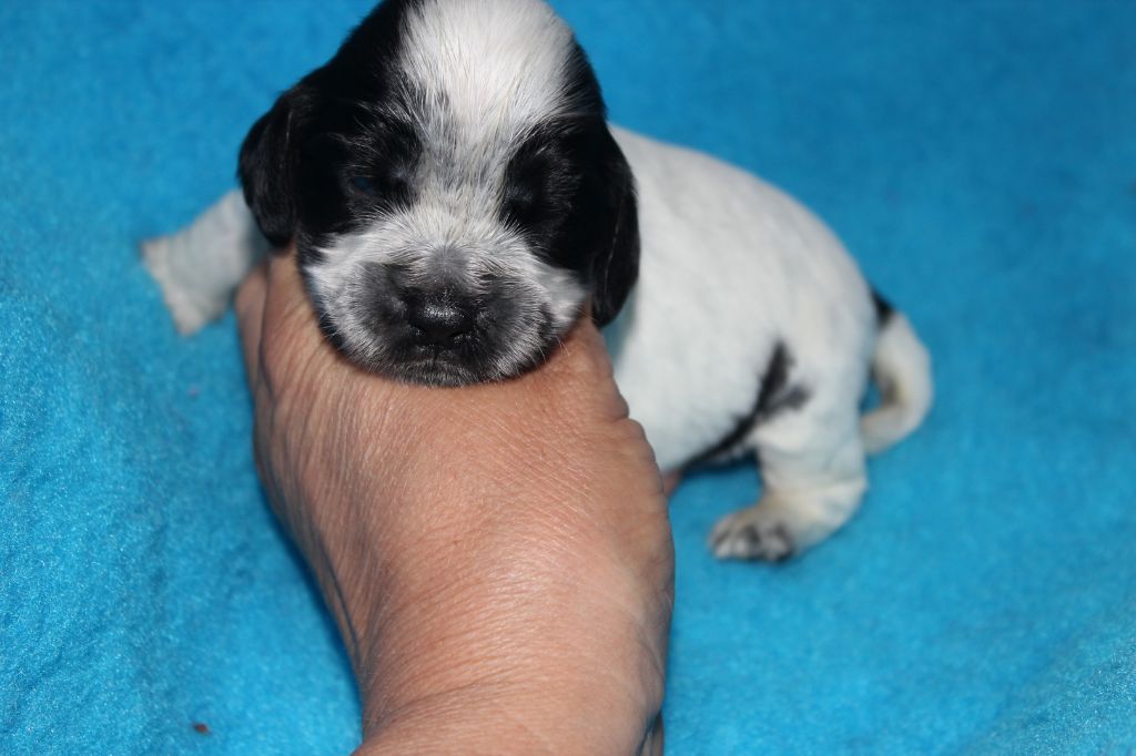 du parfum de vanille - Chiots disponibles - Cocker Spaniel Anglais