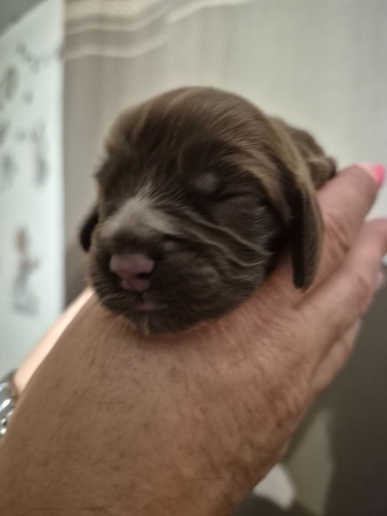 du parfum de vanille - Chiots disponibles - Cocker Spaniel Anglais