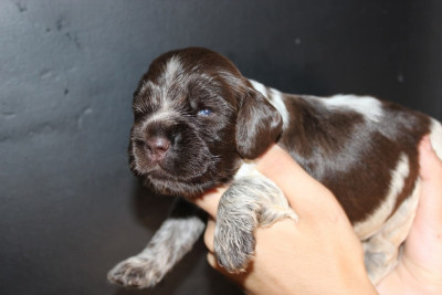 CHIOT 4