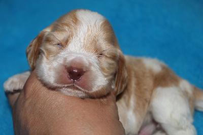 CHIOT 4
