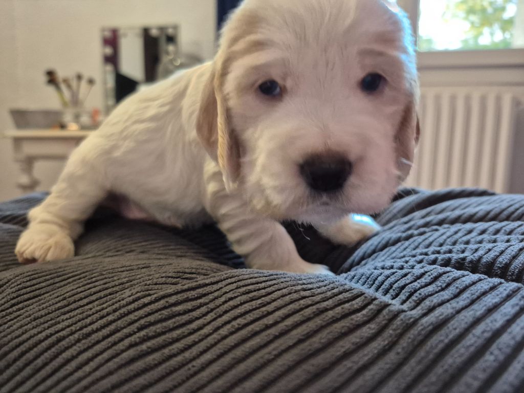 du parfum de vanille - Chiots disponibles - Cocker Spaniel Anglais