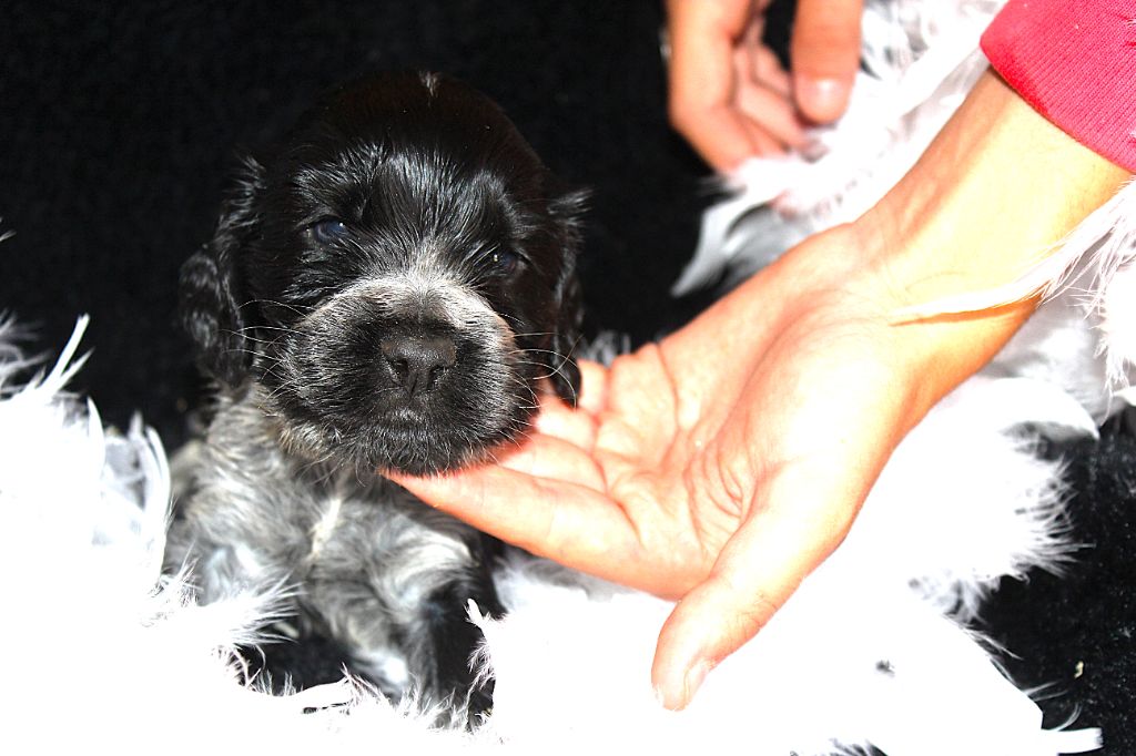 du parfum de vanille - Chiots disponibles - Cocker Spaniel Anglais