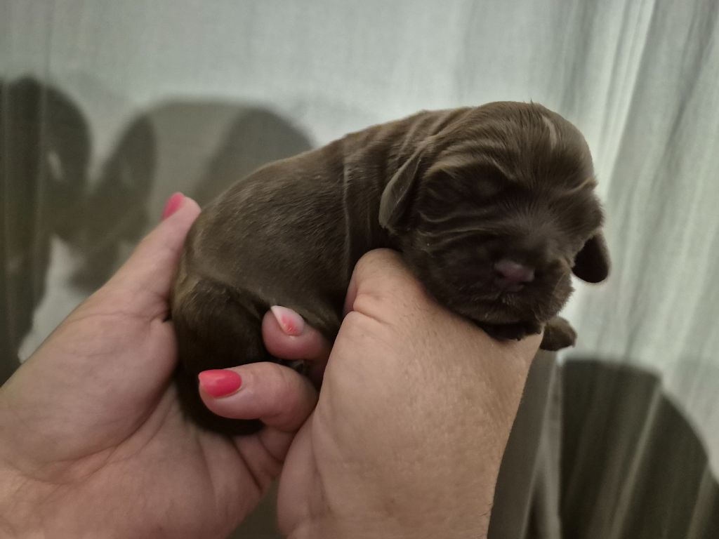 du parfum de vanille - Chiots disponibles - Cocker Spaniel Anglais