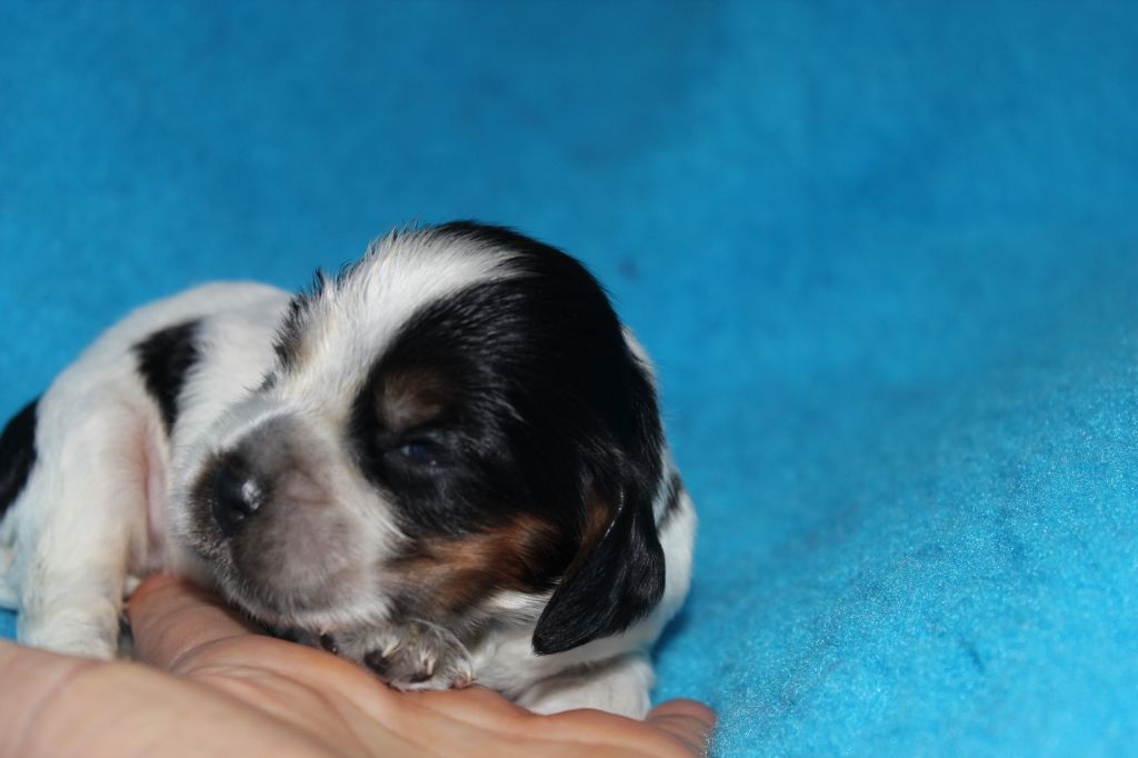 du parfum de vanille - Chiots disponibles - Cocker Spaniel Anglais